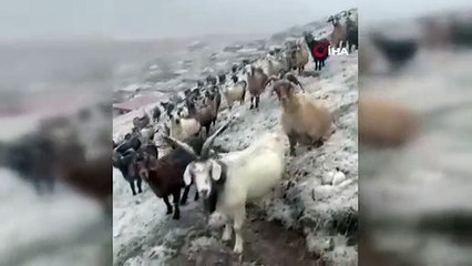 Doğu Karadeniz’in zirveleri beyaza büründü