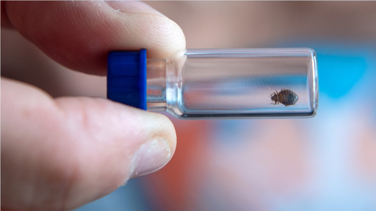 Europäische Metropole in Aufruhr: Bettwanzen-Plage verängstigt Paris