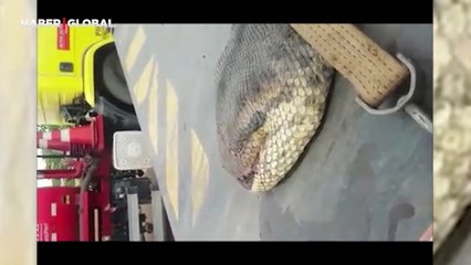 Şimdiye kadar görülen en büyük anakonda, iş makinesinin kepçesine takıldı