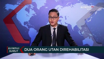 Polda Sumatera Utara Serahkan 2 Individu Orang Utan ke BBKSDA