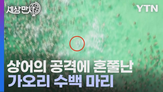 [세상만사] 상어가 가오리 수백 마리 공격하는 장면 / YTN