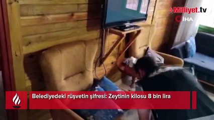 Belediyedeki rüşvetin şifresi çözüldü! Zeytinin kilosu 8 bin TL