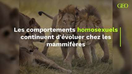Les comportements homosexuels continuent d'évoluer chez les mammifères