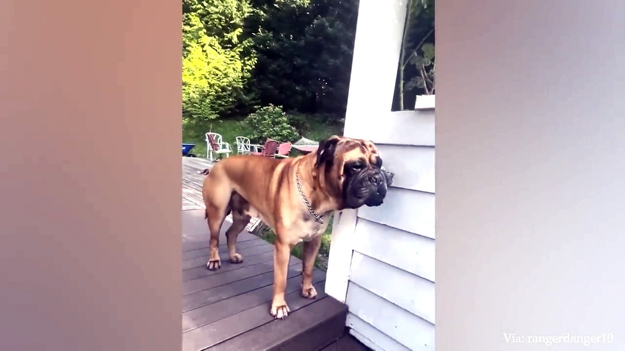 animal funny video 85