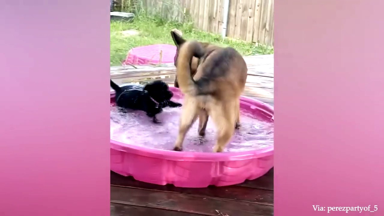 animal funny video 81