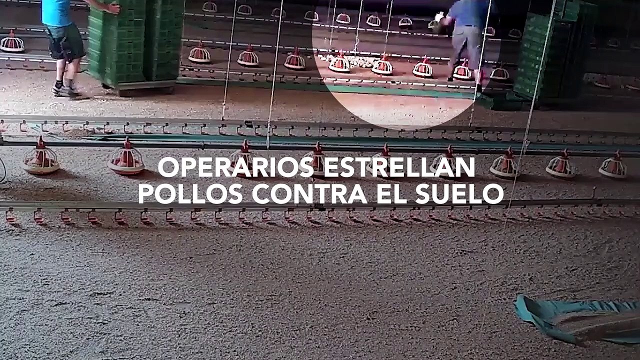 Maltrato animal en otra granja proveedora de Lidl: canibalismo y deformidades en pollos