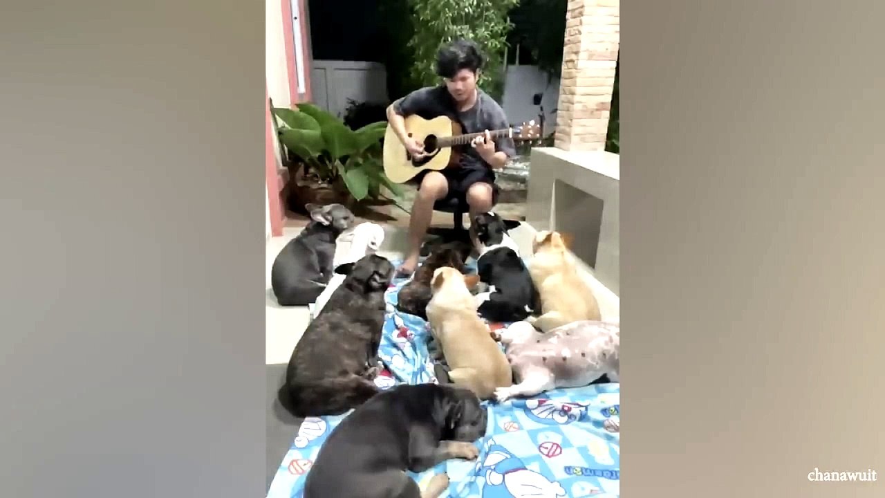 animal funny video 87