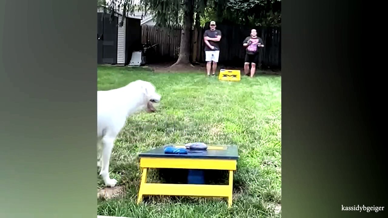 animal funny video 86