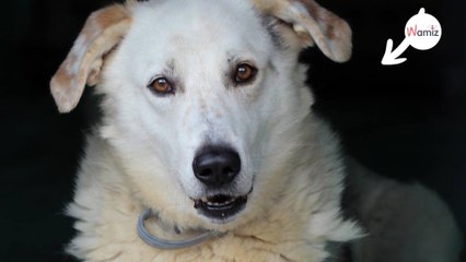 Tras 9 años en el refugio, este tímido perrito ha encontrado una familia
