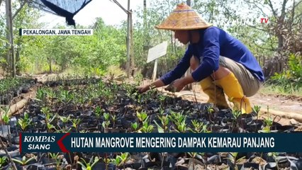 Ini Penampakan Hutan Mangrove Mulya Asri Pekalongan yang Kering Akibat Kemarau Panjang!