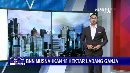 BNN Musnahkan Ladang Ganja yang Tersebar di Wilayah Aceh, Total Ada 18 Hektar Lahan