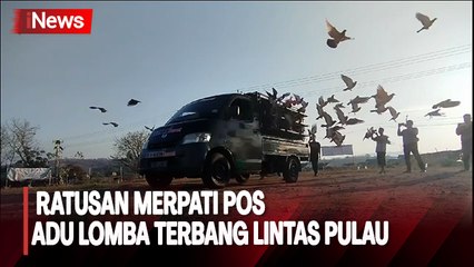 Ratusan Merpati Pos Berlomba Terbang Cepat dari Sumbawa Menuju Jawa Timur