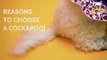 Cockapoo Breeders UK | Douglas Hall Kennels