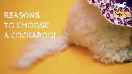 Cockapoo Breeders UK | Douglas Hall Kennels