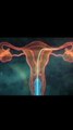 Sperm meet ovum video