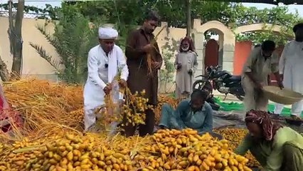 Traditional Dates Processing - Chohara Kesy Banta Hai - How to Make dry Dates - Village Food Secrets