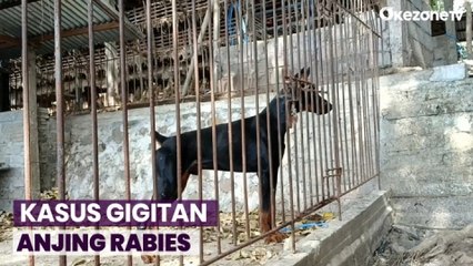 Download Video: Kasus Terinfeksi Gigitan Anjing Rabies di Karangasem Bali Kian Bertambah