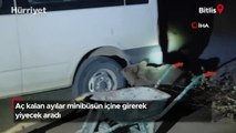 Aç kalan ayılar minibüsün içine girerek yiyecek aradı