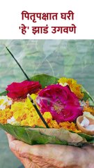 पितृपक्षात अचानक घरी 'हे' झाडं उगवणे; संकेत | Pitru Paksh 2023 | SG3