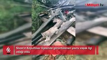 Doğaya bıraktığı vaşak geri döndü! 'Kedi değil Aslan gibi'