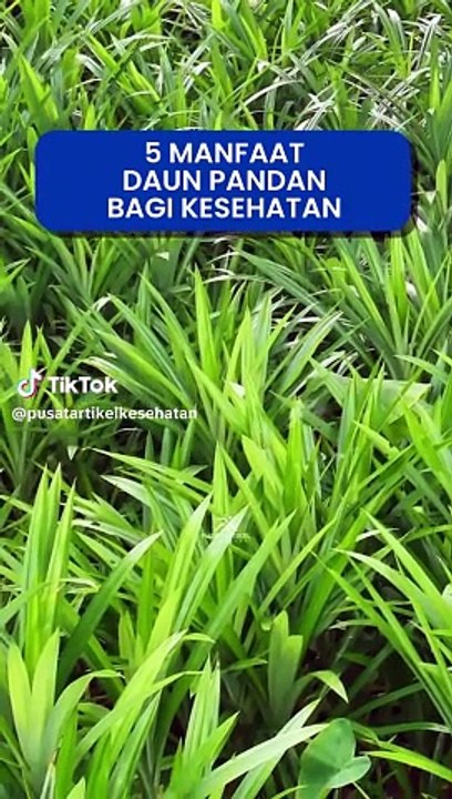 Benefit of Pandan Leaves