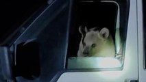 Nemrut Krater Gölü çevresindeki ayılardan biri yiyecek aramak için yolcu minibüsüne girdi