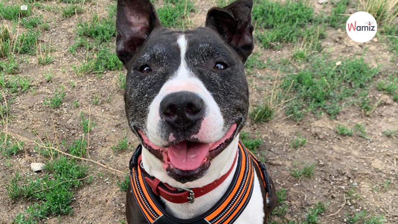 1200 Tage im Tierheim: Kann dieser Aufruf alles ändern?