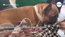 Bulldogge lebt nicht mehr, weil Frauchen im Haushalt nicht Bescheid wusste