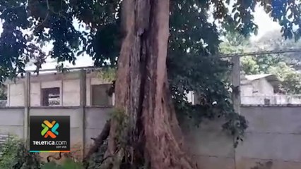 tn7-enorme-arbol-pone-en-riesgo-a-menores-de-cencinai-en-santa-cruz-041023