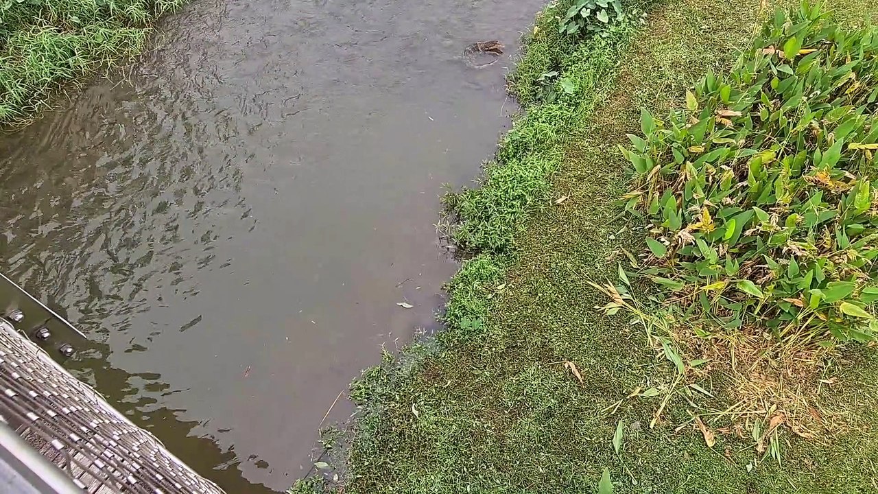 Otter Family Surrounds Monitor Lizards