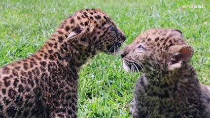 فيديو: غاية في الحلاوة ... شبلا فهد حديثا الولادة في البيرو