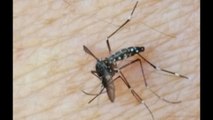 VIDEO: Cinq nouveaux cas autochtones de dengue découverts dans le Gard