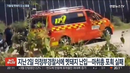 경찰서 난입 멧돼지 사살…도심 멧돼지 출몰 주의