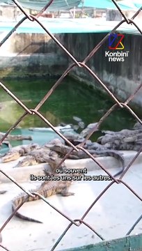 Souffrance animale : voici comment sont fabriqués les sacs en peau de crocodile. Avec peta_france