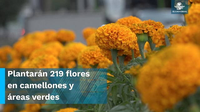 CDMX comienza a pintarse de cempasúchil; “me llena de emoción”, dicen capitalinos