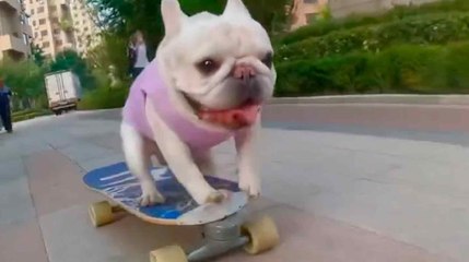 Video: ranskalainen bulldoggi-koira tekee hurjia temppuja skeittilaudalla