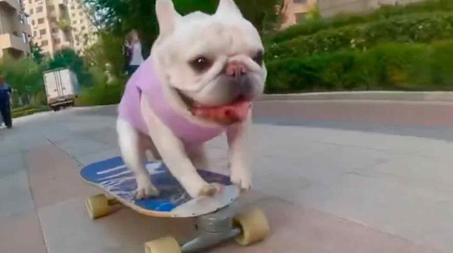 Video: ranskalainen bulldoggi-koira tekee hurjia temppuja skeittilaudalla