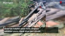 Sivas'tan kalpleri ısıtan kare: Doğaya saldıkları yavru vaşak köye geri döndü