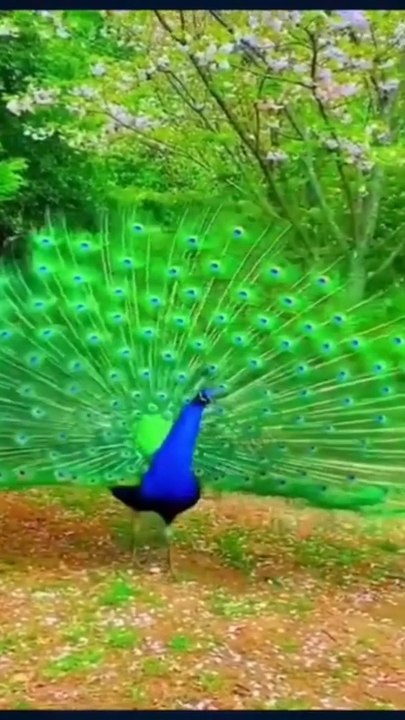 Peacock Beauty Dance