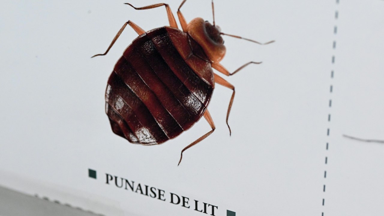 'Bettwanzen sind die Hölle'