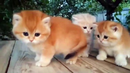 Cute Animal   | Funny Animal | Most Amazing Video | Dailymotion