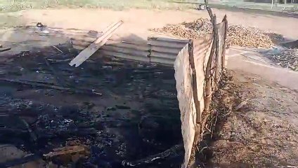 Video: आग से जले खजूर के एक दर्जन पौधे, 2 घंटे मशक्कत कर किया काबू