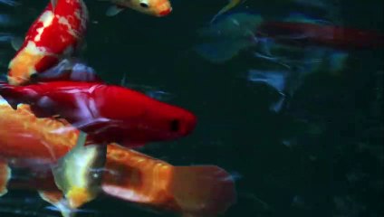 pexels-becca-anderson-18401105 (720p)