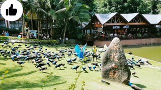 Tu Subha Di Paak Hawa Warga' by Nimra Mehr l With Flying Peacocks