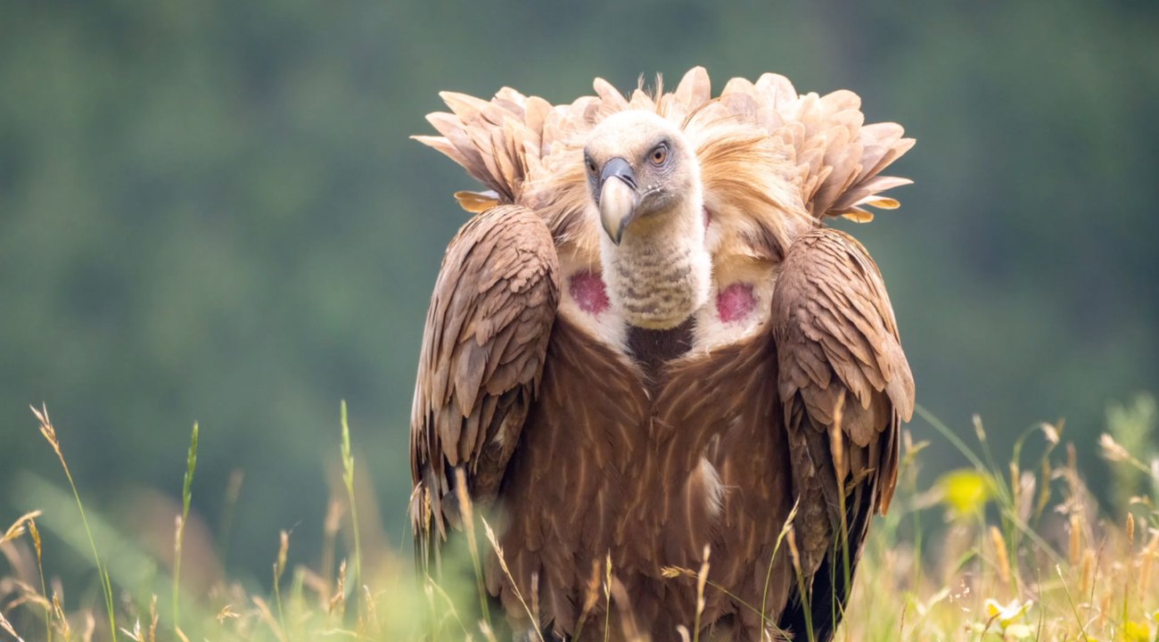Dieses ausgestorbene Tier ist zurück in Deutschland!
