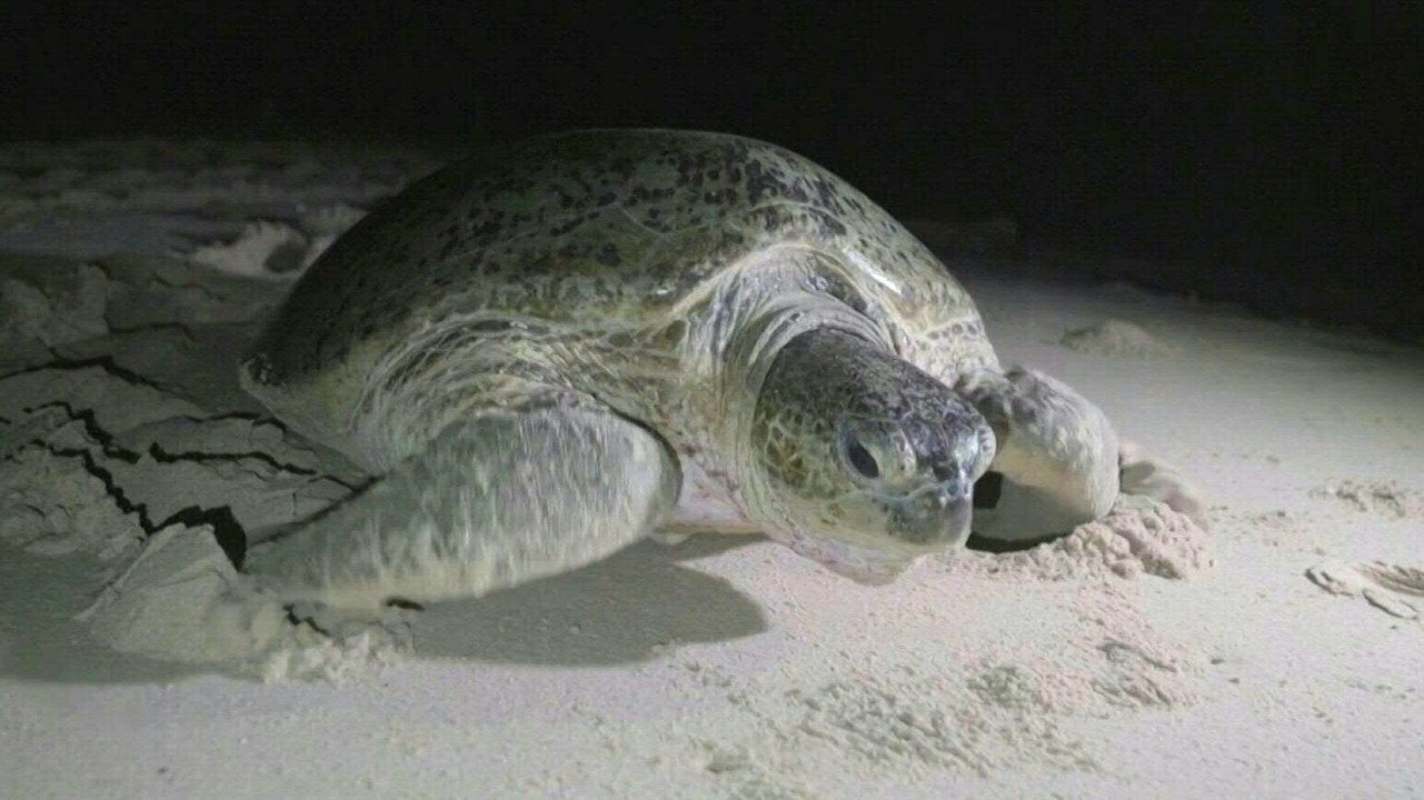 Fast nur noch weibliche Meeresschildkröten wegen Klimawandels