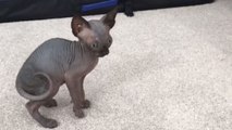 Cute little Sphynx kittens have a fun time playing around with each other *Adorable Video*