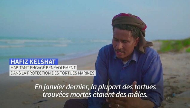 Au Yémen, les tortues manquent de mâles à cause du réchauffement climatique