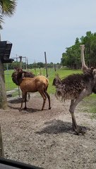 L'émeu n'est pas d'accord avec les antilopes voleuses de nourriture