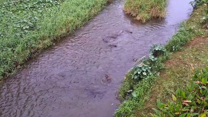 Otter Family Surrounds Monitor Lizards